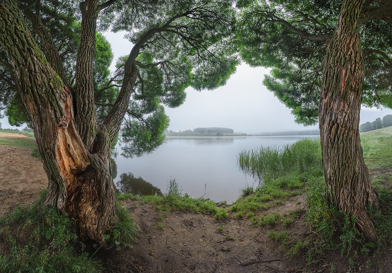 Старые ивы на берегу Дичковского озера