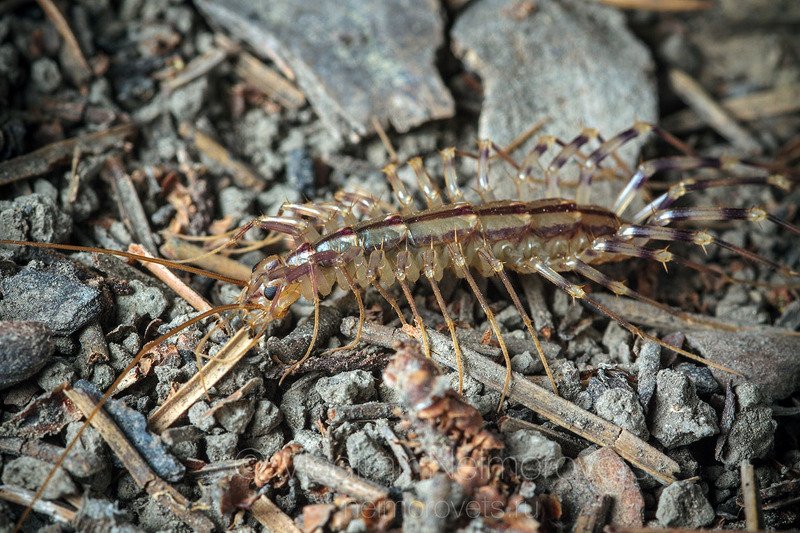 The house centipede (Scutigera coleoptrata) went on night hunting / Обыкновенная мухоловка (Scutigera coleoptrata) вышла на ночную охоту