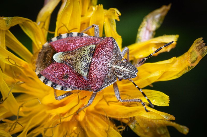 The sloe bug (Dolycoris baccarum) / Щитник ягодный (Dolycoris baccarum)