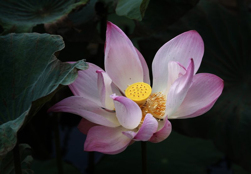 A lotus blooming!