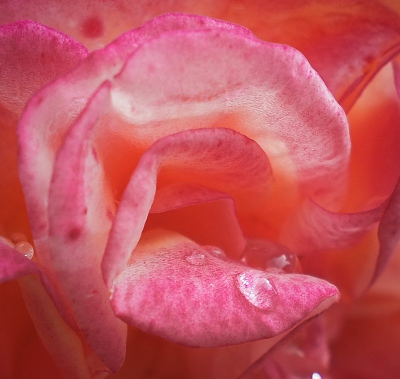 Розовый язычок