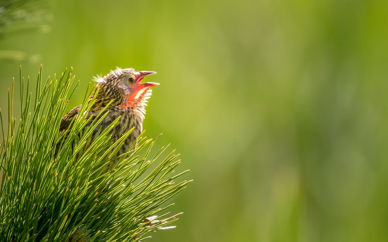 Red-winged Blackbird chick
