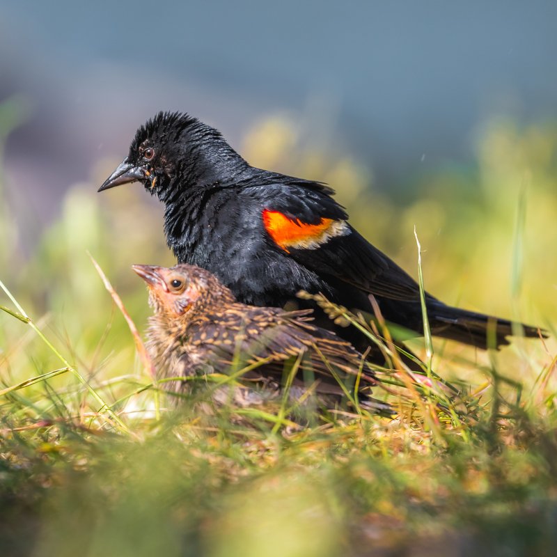 Red-winged Blackbird and the chick