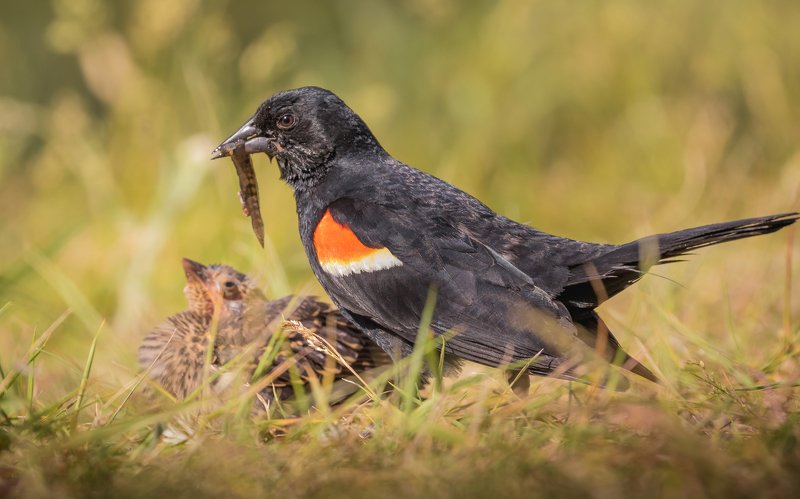Red-winged Blackbird and the breakfast