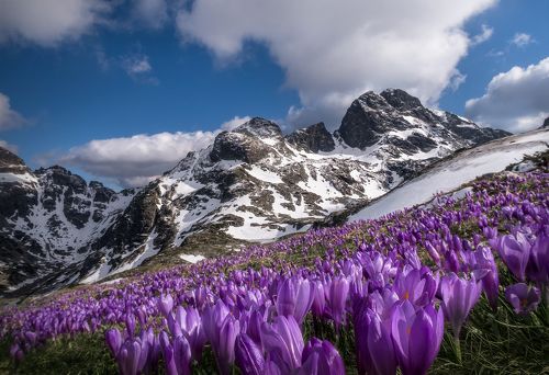 May in Rila mountain