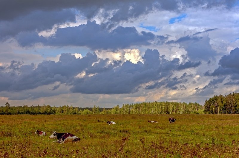 Пейзаж с коровками