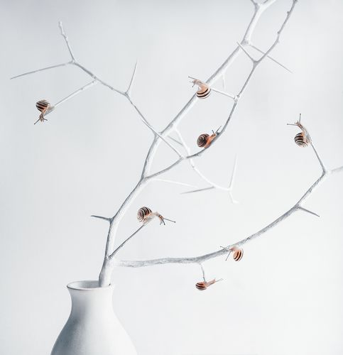 snails & thorns