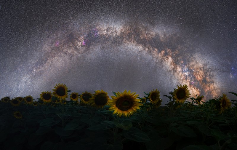 Milky way and sunflower...