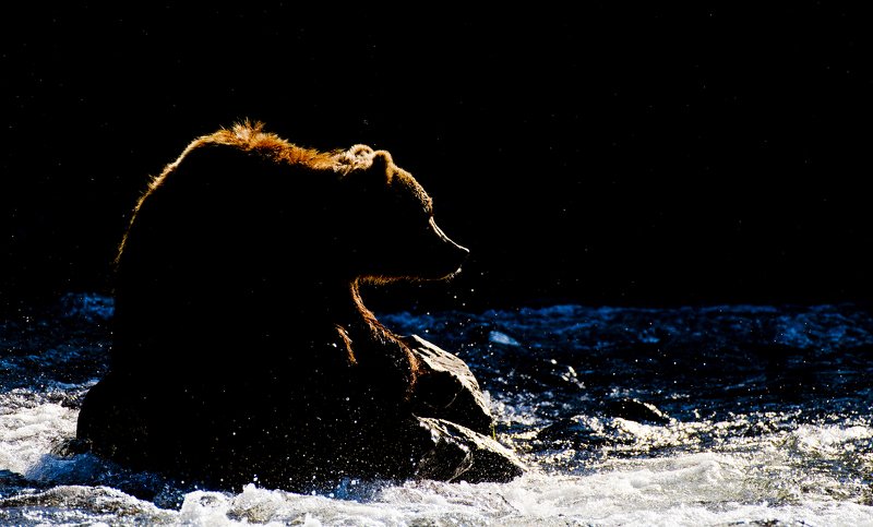 Light bear