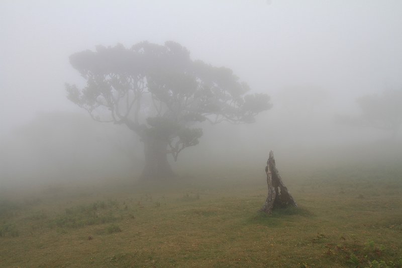 Оливковая роща в тумане.