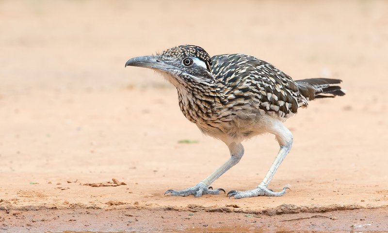 Кукушка Roadrunner