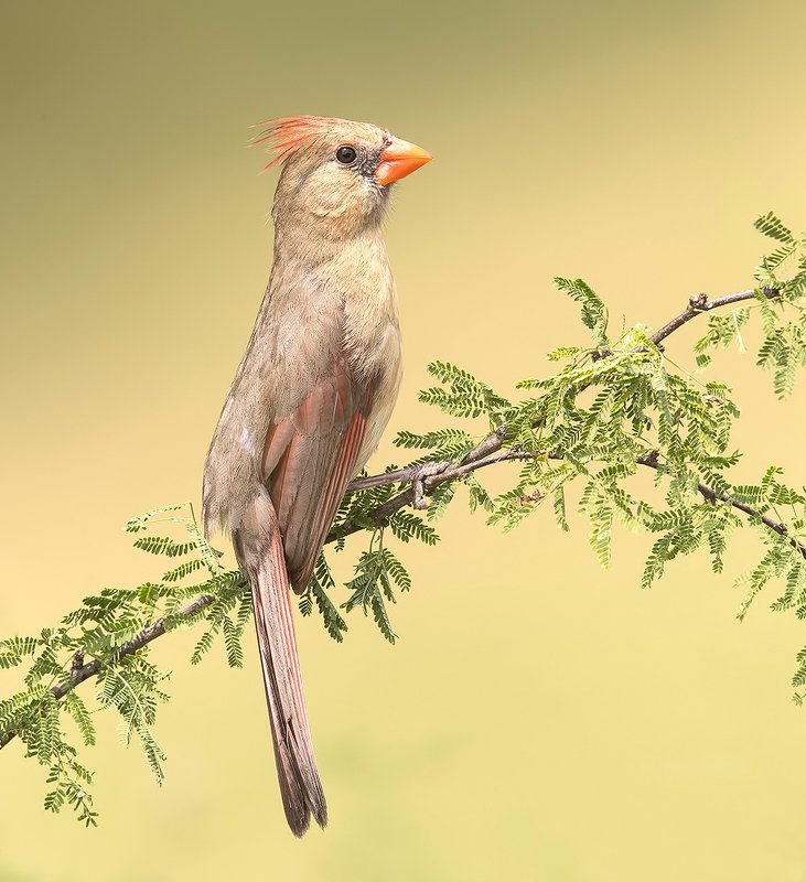 Female Northern Cardinal - Самка. Красный кардинал
