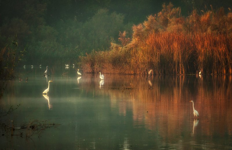 Heron's Lake Morning