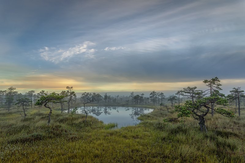 Туманный рассвет болота Ленинградской области мухинское болота