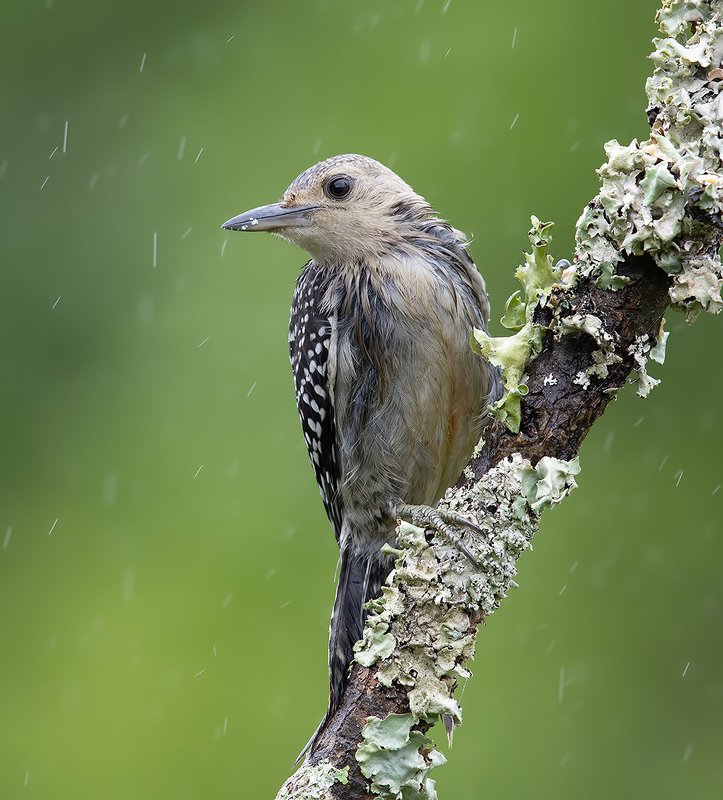 Melanerpes radiolatus