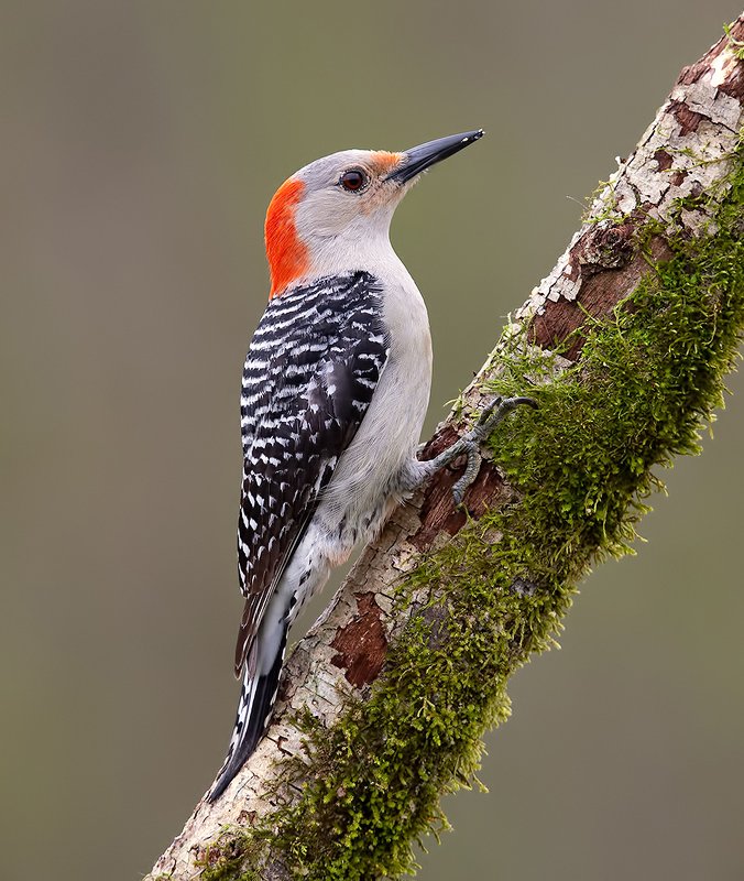 Female Red-bellied Woodpecker - Каролинский меланерпес