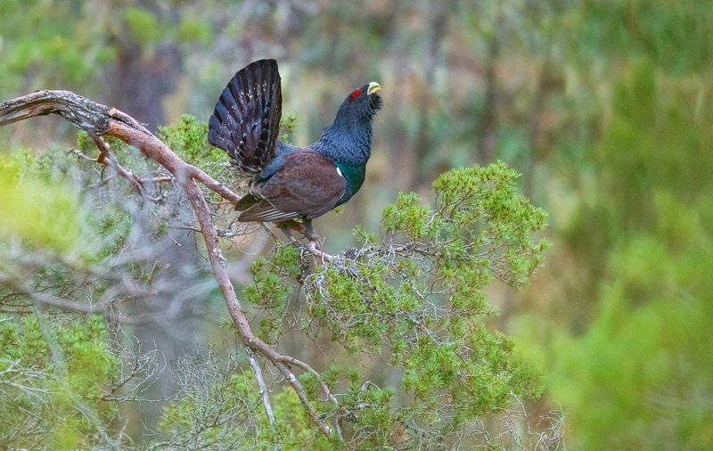 Western capercaillie in the tree