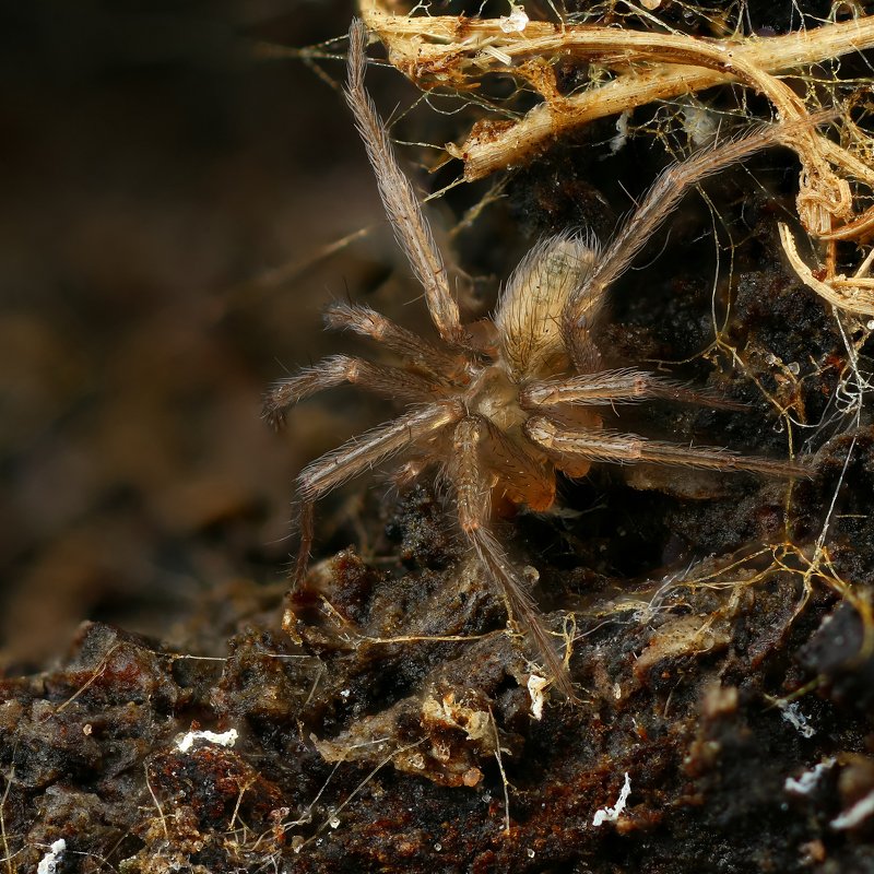 Домовой паук