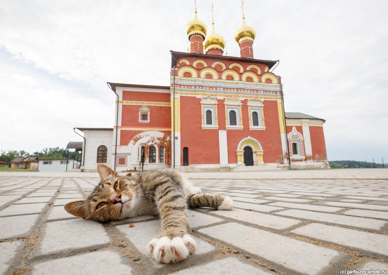 Православные коты