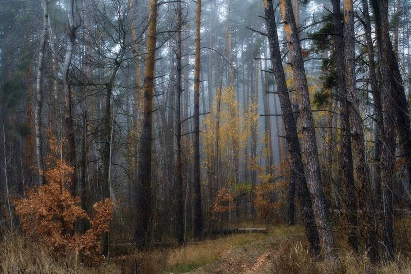 Утренний лес в тумане