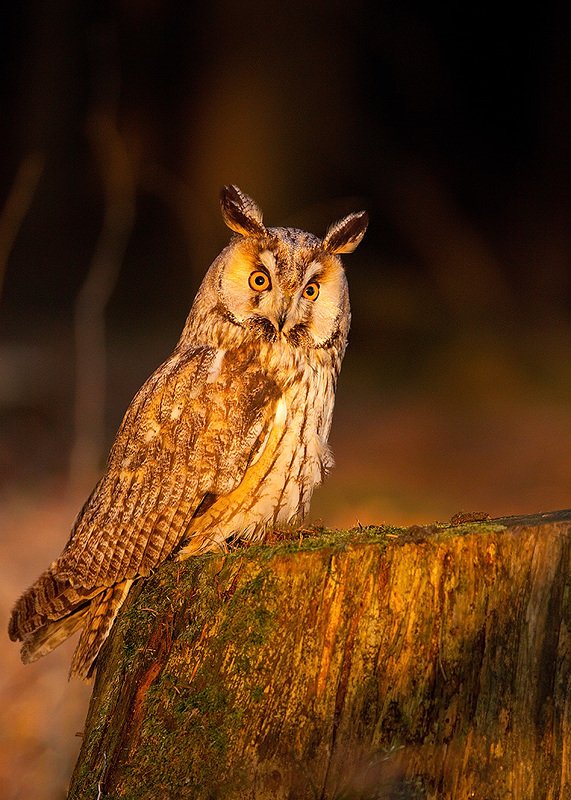 Eared Owl