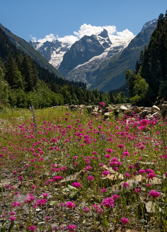 Цветущий Кавказ