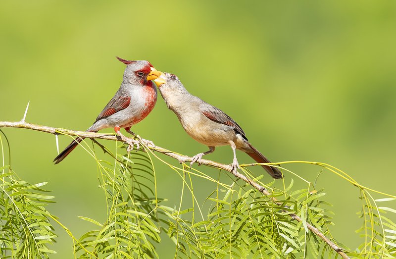 Kiss. Pyrrhuloxia male & female - Пустынный кардинал