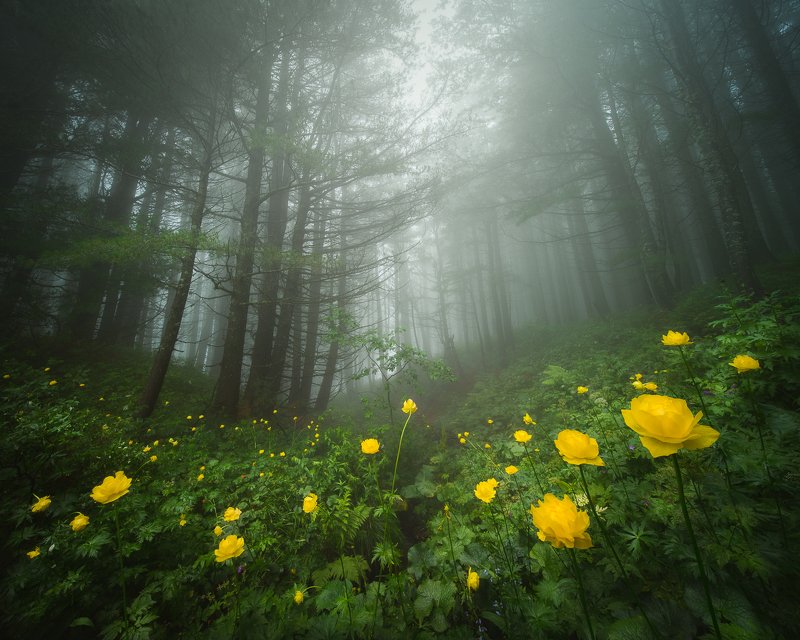 Hidden in the misty forest