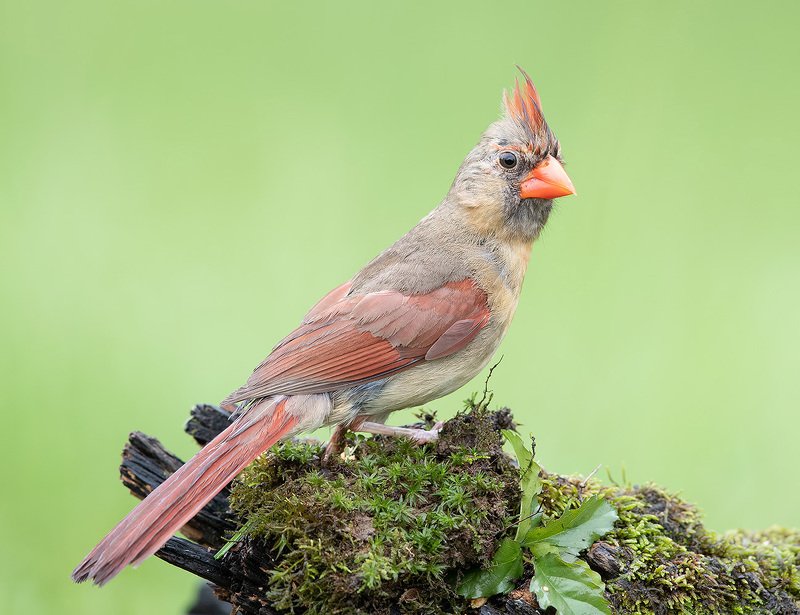 Female Northern Cardinal. Самка. Красный Кардинал