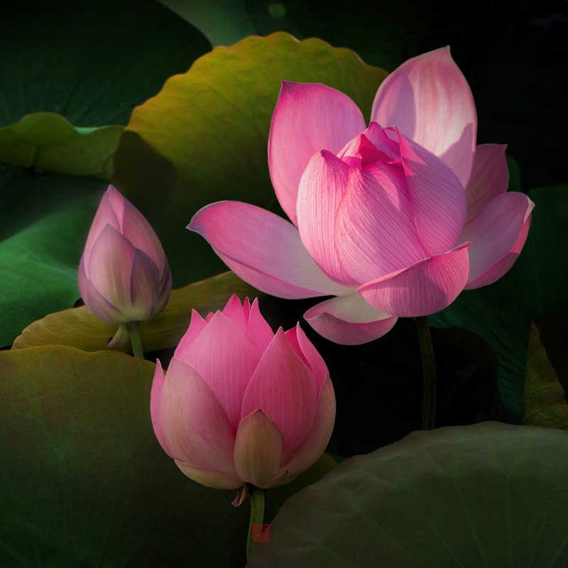 Lotus #3