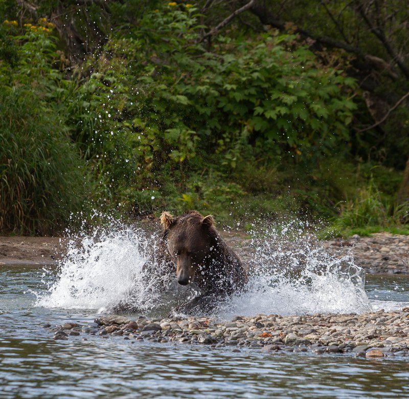 Медведи Курильского озера на Камчатке