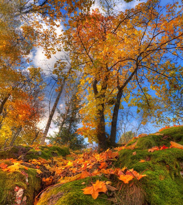 золотая осень в парке Монрепо...