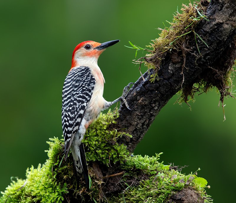 Каролинский меланерпес. Red-bellied Woodpecker male