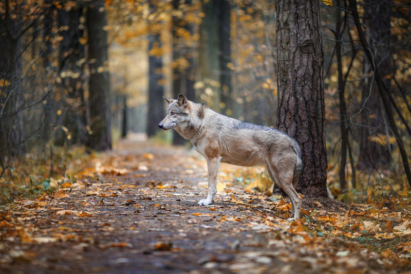 Wolf in the autumn forest